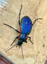 Rainbow beetle