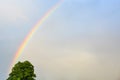 A rainbow from behind a tree crown cuts the sky with thick gray clouds. Rainbow after the storm.