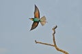 Rainbow bird Royalty Free Stock Photo