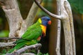 Rainbow bird called Loriini sitting on a tree branch looking aside