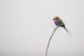 Rainbow bird in kruger park south africa Royalty Free Stock Photo