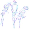 Rainbow blue macaw set sketch isolated on white background. Vector