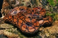 Rainbow Boa, epicrates cenchria Royalty Free Stock Photo