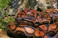 RainBow Boa, epicrates cenchria Royalty Free Stock Photo