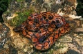 RainBow Boa, epicrates cenchria Royalty Free Stock Photo