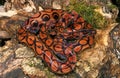 Rainbow Boa, epicrates cenchria Royalty Free Stock Photo