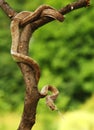 The Rainbow Boa Epicrates cenchria cenchria hanging from the branch Royalty Free Stock Photo