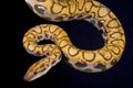 Rainbow boa, Epicrates cenchria cenchria Royalty Free Stock Photo