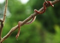 The Rainbow Boa Epicrates cenchria cenchria hanging from the branch Royalty Free Stock Photo