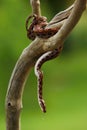 The Rainbow Boa Epicrates cenchria cenchria hanging from the branch Royalty Free Stock Photo