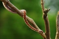 The Rainbow Boa Epicrates cenchria cenchria hanging from the branch Royalty Free Stock Photo