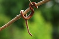 The Rainbow Boa Epicrates cenchria cenchria hanging from the branch Royalty Free Stock Photo