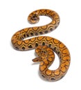 Rainbow boa, Epicrates cenchria, isolated Royalty Free Stock Photo