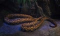 Rainbow boa Epicrates cenchria is a boa species endemic to Central and South America Royalty Free Stock Photo