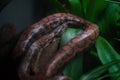 Rainbow Boa snake Royalty Free Stock Photo