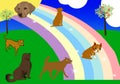 Rainbow Bridge for Dogs - Farewell - We Will Meet Again Royalty Free Stock Photo