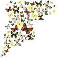 Rainbow butterflies background. Many different butterflies, isolated on white background