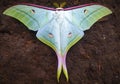 Rainbow Butterfly colour full from the Himalayas of Nepal