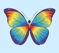 Rainbow butterfly morpho menelaus