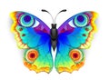 Rainbow butterfly peacock eye on white background Royalty Free Stock Photo