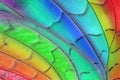 Rainbow butterfly wings Royalty Free Stock Photo
