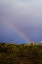 Rainbow Between Cacti Royalty Free Stock Photo