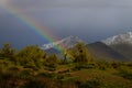 Rainbow Through a Cactus in Arizona in Front of Snow Covered Mountains Royalty Free Stock Photo