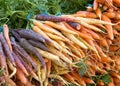 Close up on colorful bunches of carrots on display at farmers market Royalty Free Stock Photo