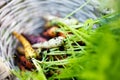 Rainbow carrots Royalty Free Stock Photo