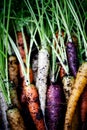 Rainbow carrots Royalty Free Stock Photo