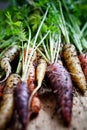 Rainbow carrots