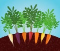 Rainbow Carrots Illustration. Growing vegetables.