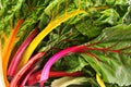 Rainbow chard