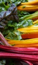 Rainbow Chard Royalty Free Stock Photo