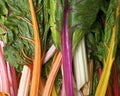 Rainbow chard Royalty Free Stock Photo