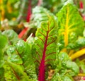 Rainbow chard