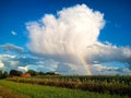Rainbow on the cloudy sky behind the sunflower fields for background Royalty Free Stock Photo