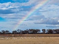 Bosque Rainbow