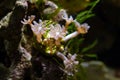 Rainbow clove soft coral colony, healthy and active animal in nano reef marine aquarium shine in LED actinic blue low light