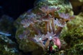 rainbow clove soft coral frag on plug, healthy animal colony, nano reef marine aquarium, LED actinic blue low light