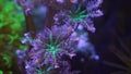 Rainbow clove soft coral heads in actinic LED light rest tentacles in no current, healthy animal in nano reef marine aquarium