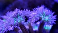 Rainbow clove soft coral, organism heads shine in actinic light and move tentacles in powerful circular current and hunt for food