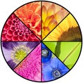 Rainbow collage of flowers in circular frame
