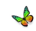 Rainbow Color Butterfly Royalty Free Stock Photo