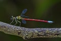 Rainbow color damselfly