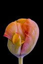 Rainbow color parrot tulip surrealistic fantasy macro in fine art still life vintage painting style