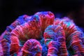 Rainbow coloration open brain LPS coral - Wellsophyllia radiata