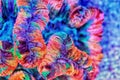 Rainbow coloration open brain LPS coral - Wellsophyllia radiata