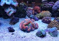 Rainbow coloration open brain LPS coral - Wellsophyllia radiata