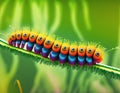 Rainbow colored caterpillar walking on a Green plant